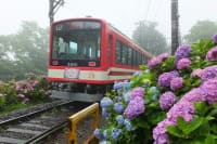 大平台のアジサイ